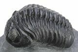 Pair Of Very Nice Pedinopariops Trilobites - Mrakib, Morocco #341082-6